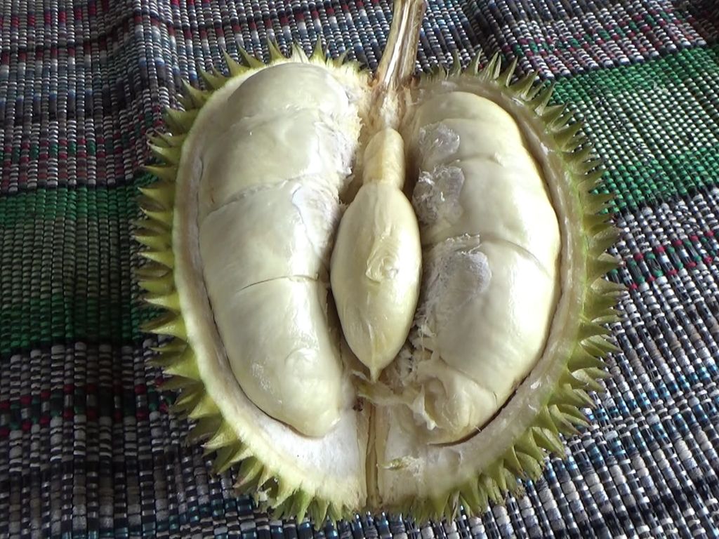 Legitnya Durian Mentega Khas Lereng Semeru Bikin Kalap Siapapun!