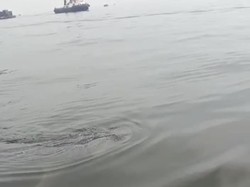 Seekor Hiu Paus Ditemukan di Perairan Muaragembong Bekasi