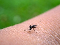 Bukan Jutaan, Sebanyak Ini Telur Nyamuk Berwolbachia yang Disebar di Jakbar