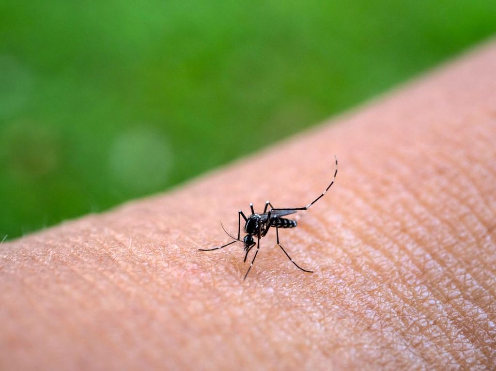 Ilmuwan Ungkap Cara Nyamuk Memilih Darah Manusia yang Enak