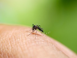 800 Ember Telur Nyamuk Berwolbachia Bakal Disebar Pekan Depan di Jakbar