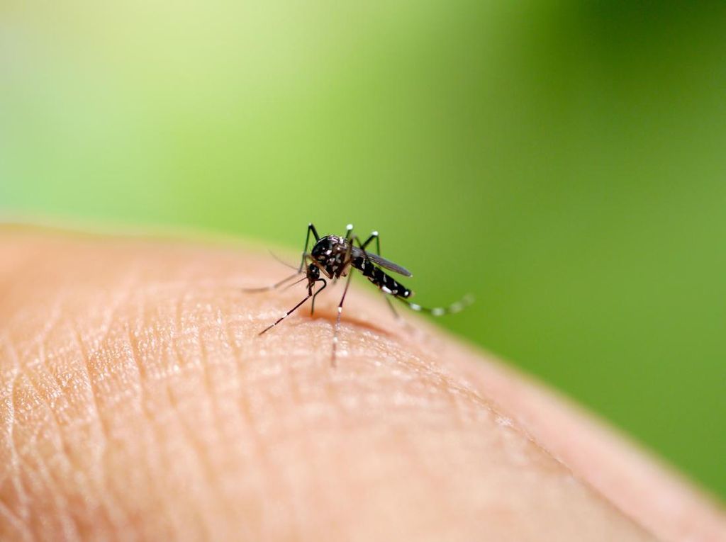 Aedes Aegypti, Nyamuk Penyebab DBD yang Bersarang di Air Bersih