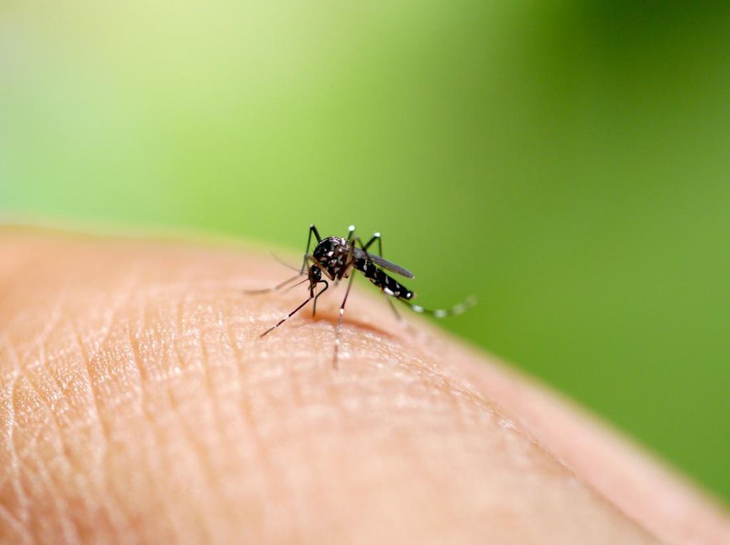 Aedes Aegypti, Nyamuk Penyebab DBD yang Bersarang di Air Bersih Aedes Aegypti, Nyamuk Penyebab DBD yang Bersarang di Air Bersih