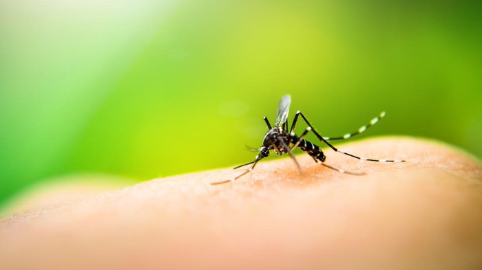 Ilustrasi Daur Hidup Nyamuk Mosquito sucking blood on human skin with nature background penyebab nyamuk