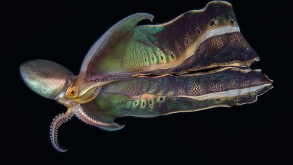 Karya Memukau Jawara Kontes Foto Laut 2022, Ada Lokasinya di Indonesia