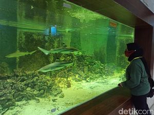 Serunya Berwisata di Central Park Zoo, Banyak Koleksi Hewan Unik Serunya Berwisata di Central Park Zoo, Banyak Koleksi Hewan Unik