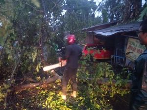 BPBD Jember Catat Pohon Tumbang Rusak Bangunan Ada di 10 Titik