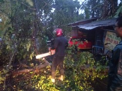 BPBD Jember Catat Pohon Tumbang Rusak Bangunan Ada di 10 Titik