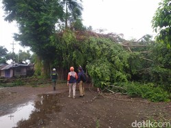 Cuaca Ekstrem Rawan Pohon Tumbang BPBD Kota Kediri Imbau Warga Waspada