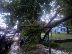 Pohon Tumbang di Jalan Sanrangan Makassar, Lalin Macet 2 Kilometer