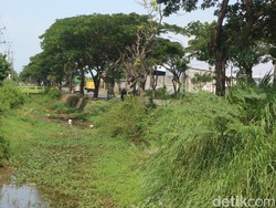 Sungai Simo Pati Penuh Eceng Gondok, Warga Khawatir Picu Banjir