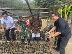 MIND ID & PPAD Kolaborasi Genjot Budi Daya Bibit Sukun di Maluku