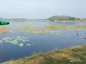 Danau Ranu Grati, Kecantikan yang Ternoda Eceng Gondok, Sayang Sekali!