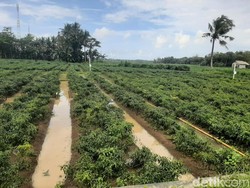 Terendam Air Berhari-hari, Seratusan Hektare Tanaman Cabai di Bantul Rusak