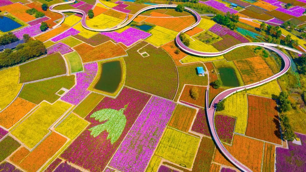 Sejuk Banget, Lihat Ladang Bunga Bermekaran di China