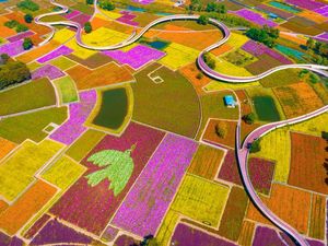 Sejuk Banget, Lihat Ladang Bunga Bermekaran di China