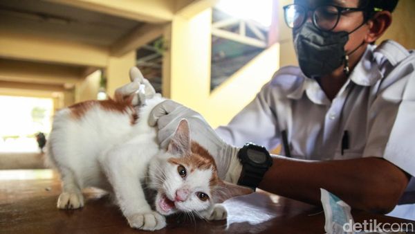 Berantas Rabies, Warga Antusias Bawa Hewan Peliharaan Suntik Vaksin
