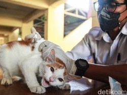 12 Ciri-Ciri Kucing Rabies yang Perlu Diwaspadai