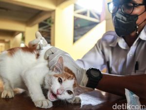 Berantas Rabies, Warga Antusias Bawa Hewan Peliharaan Suntik Vaksin Berantas Rabies, Warga Antusias Bawa Hewan Peliharaan Suntik Vaksin