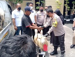 Senangnya Kakek Pasio, 11 Kambingnya yang Dicuri Kini Sudah Kembali