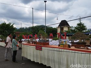 Ratusan Bonsai Menawan Dipamerkan di Alun-alun Ungaran