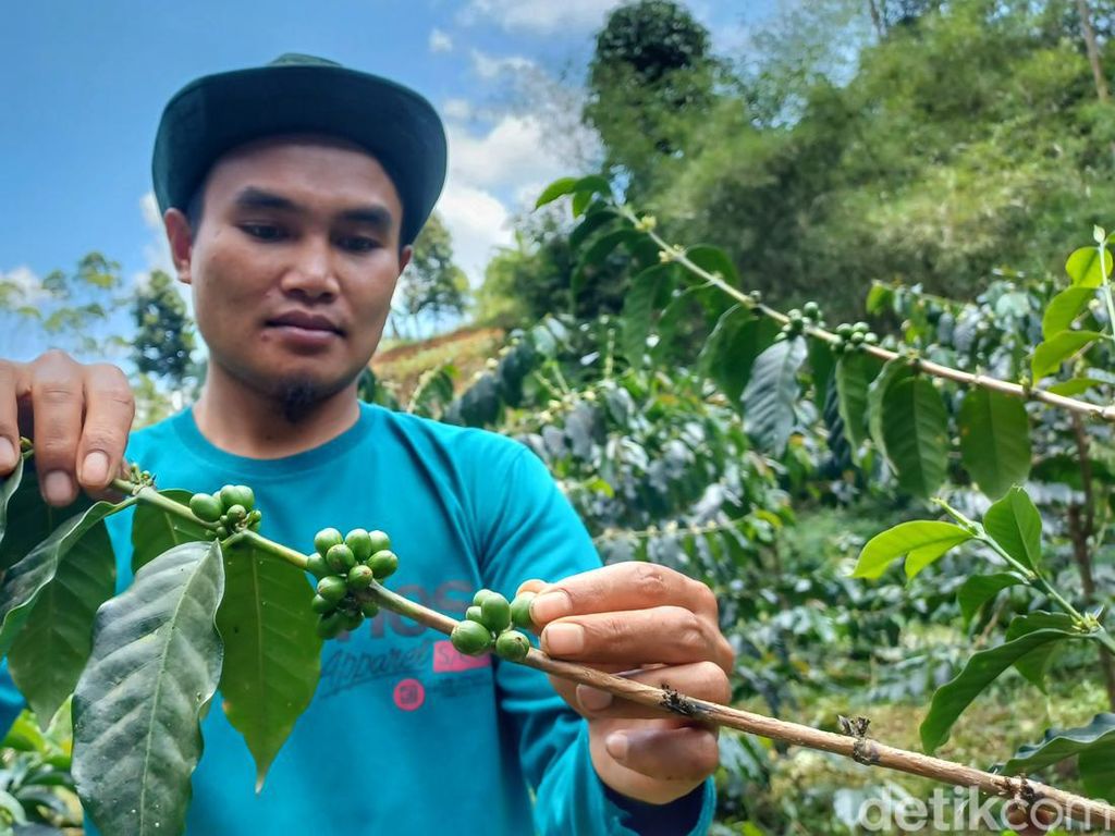 Lika-liku Petani Bandung Tanam Kopi hingga Panen 48 Ribu Benih Setahun