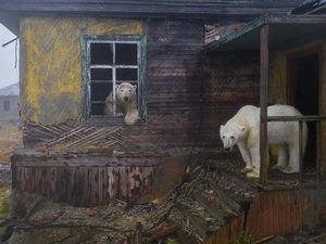 19 Foto Satwa Liar Terbaik 2022, Menggetarkan Jiwa!