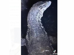 Viral Biawak Raksasa Penghuni Gorong-gorong Pangandaran