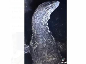 Viral Biawak Raksasa Penghuni Gorong-gorong Pangandaran Viral Biawak Raksasa Penghuni Gorong-gorong Pangandaran