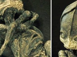 3 Fosil Ini Ternyata Palsu, Padahal Bikin Geger Dunia