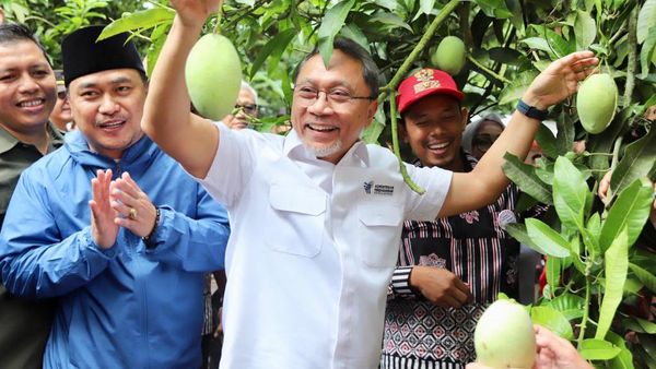 Momen Zulhas Lepas Ekspor Mangga Indramayu