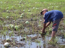 Nelangsa, Petani Buah di Jombang Gagal Panen karena Cuaca Ekstrem