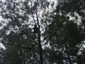 Heboh Pria Pekalongan Nangkring Berhari-hari di Pohon Tengah Hutan Pemalang Heboh Pria Pekalongan Nangkring Berhari-hari di Pohon Tengah Hutan Pemalang