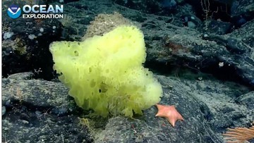 Potret Spongebob dan Patrick di Lautan Nyata, Aslinya Nggak Akur