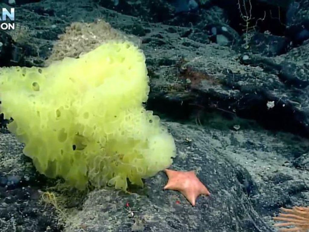 Potret Spongebob dan Patrick di Lautan Nyata, Aslinya Nggak Akur