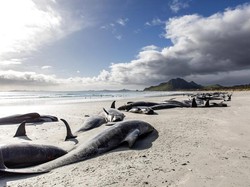 Puluhan Paus Pilot Terdampar di Pantai Selandia Baru, Berikut Penampakannya