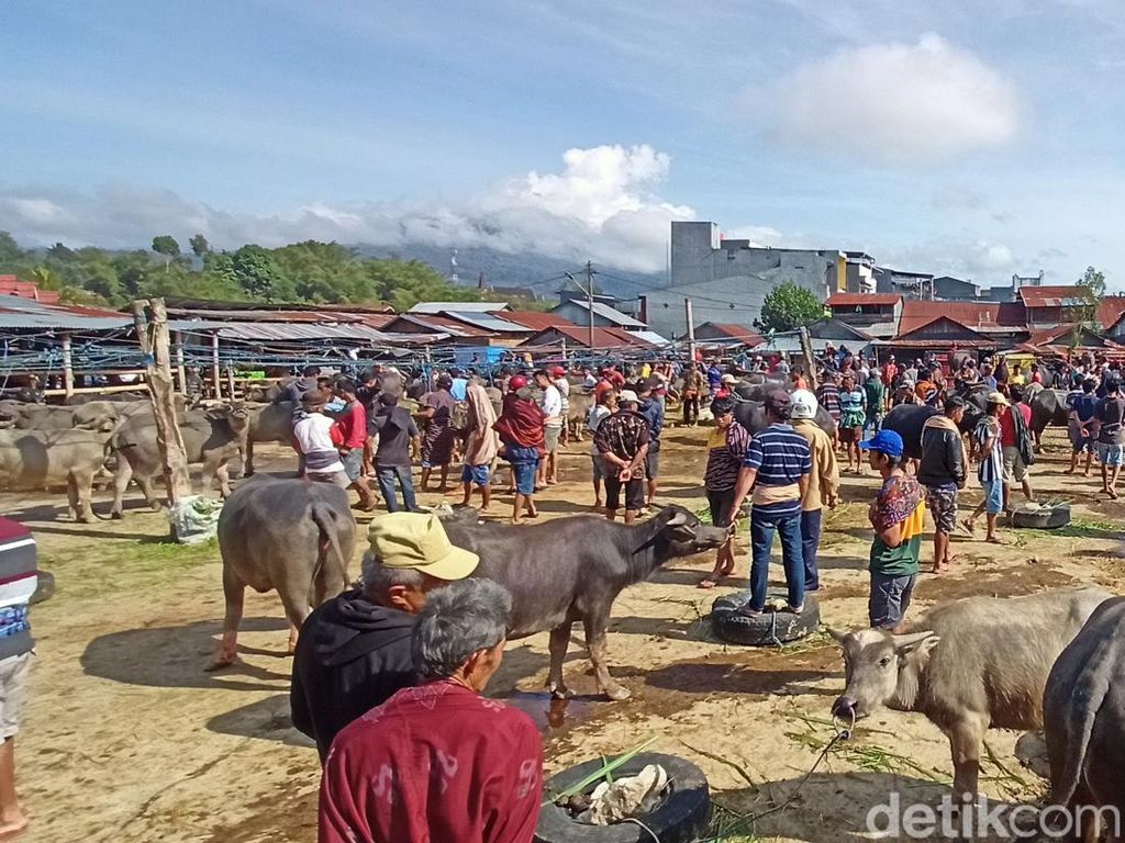 Pasar Hewan Bolu Toraja Kembali Dibuka, Transaksi Rp 800 Juta Per Hari