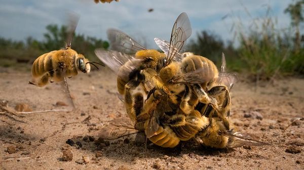 Juara Kontes Foto Satwa Liar 2022 yang Bikin Mata Tercengang