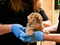 Cari Bir di Qatar, Fan Timnas Inggris Malah Digiring ke Kandang Singa