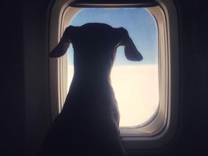 Penumpang Marah, Relakan Kursi Kelas Satu demi Anjing Penumpang Marah, Relakan Kursi Kelas Satu demi Anjing