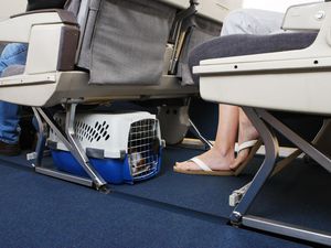 Ngamuk Ada Anjing di Turkish Airlines, Ini Aturannya di 4 Maskapai Indonesia