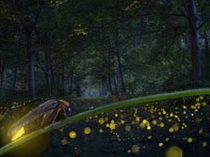 Bagaimana Kunang-kunang Bisa Bercahaya? Reaksi Kimia Ini Penyebabnya Bagaimana Kunang-kunang Bisa Bercahaya? Reaksi Kimia Ini Penyebabnya