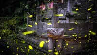 Kunang-kunang Makin Sulit Ditemukan, Ini Penyebabnya
