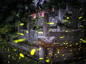 Cara Kunang-kunang Mengeluarkan Cahaya dari Tubuh