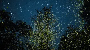 Indahnya Kelap-kelip Kunang-Kunang yang Bikin Jatuh Hati