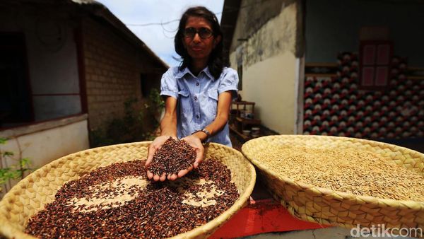 Ini Beras Hitam Asal Desa Kandar yang Kaya Manfaat