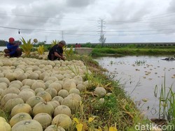 Sedih! Banjir Bikin Lahan Melon Kulon Progo Gagal Panen
