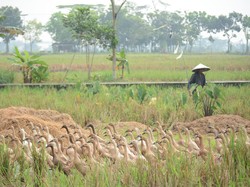 Sejarah-Tema Hari Pangan Sedunia 2022, Cek Link Twibbon!