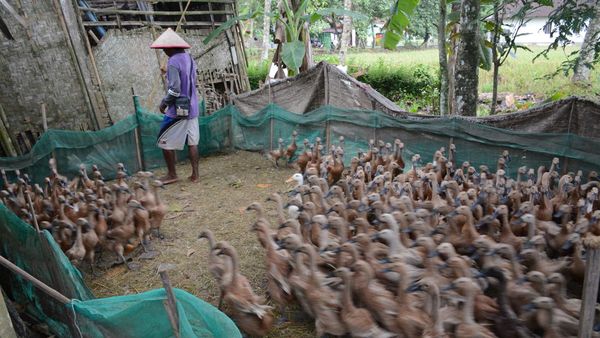 Memaknai Ketahanan Pangan di Tengah Hari Pangan Sedunia