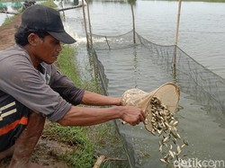 Cuan Bisnis Pembibitan Ikan di Kampung Budidaya Nila Indramayu